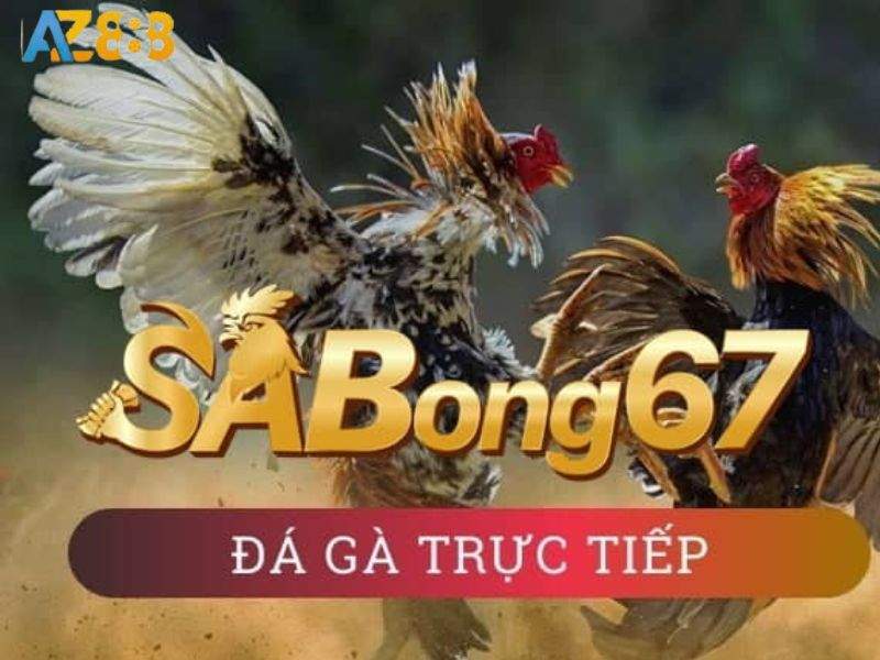 Sabong 67 - Trang đá gà Thomo uy tín hàng đầu khu vực Sabong 67 - Trang đá gà Thomo uy tín hàng đầu khu vực