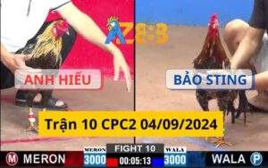Trận 10 CPC2 04/09/2024 - Gà Bông Của Bảo Sting Dí Bạc và Cái Kết Đắng