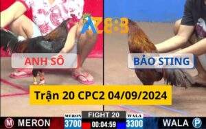 Trận 20 CPC2 04/09/2024 - Gà Khét Của Bảo Sting Nhẹ Hơn 4 Chấm Và Cái Kết Đắng Cho Anh Sô