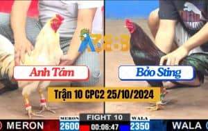 Trận 10 CPC2 Ngày 25/10/2024 - Gà Anh Bảo Sting Đá 3 Chân Lấy Tiền