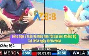 Tổng Hợp 3 Trận Gà Điều Anh Tới Sài Gòn Chồng Độ 3 Tại CPC3 10/11/2024