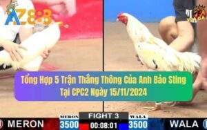 Tổng Hợp 5 Trận Thắng Thông Của Anh Bảo Sting Tại CPC2 15/11/2024