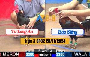 Trận 3 CPC2 20/11/2024 - Gà Anh Bảo Sting Bị Hạ Bằng Chân Xạo Lờ