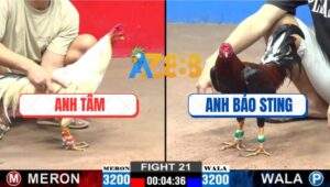 Trận 21 CPC2 13/12/2024 Gà Điều Anh Bảo Chịu Đấm Ăn Xôi, Phản Kèo Ăn 1