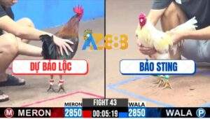 Trận 43 CPC3 8/12/2024 - Bướm Hiệu Anh Bảo Sting Qua C3 Gom Hơn 2 Tỏi