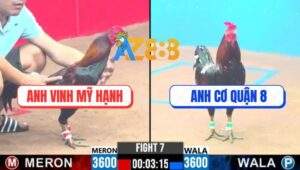Trận 7 CPC3 27/12/2024 - Gà Anh Cơ Quận 8 Đâm Như Máy Chém