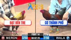 Trận 14 CPC3 15/1/2025 - Gà Chuối Anh Đạt Đâm Bao Dính