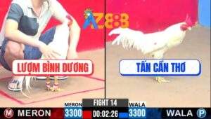 Trận 14 CPC3 23/1/2025 - Gà Úa Nhớ Nhà, Đưa Biện Đi Xa