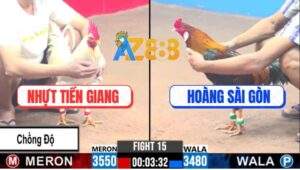 Trận 15 CPC3 4/1/2025 - Gà Anh Hoàng Hạ Luôn Gà Anh Nhựt Chồng Độ