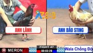 Trận 47 CPC2 5/1/2025 Anh Bảo Sting Tiếp Tục Phản Kèo, Đưa Biện Đi Xa