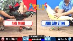 Trận 10 CPC2 26/2/2025 - Úa Hiệu Anh Bảo Sting Nhỏ Mà Đâm Như Cái Máy