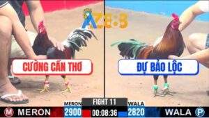 Trận 11 CPC3 16/2/2025 - Gà Anh Dự Bảo Lộc Dính Cây Xạo Lờ Té Hết Cứu