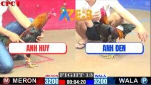 Trận 13 CPC1 25/2/2025 - Gà Điều Anh Huy Ăn No Cựa Đi Như Xỉn Rượu