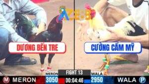 Trận 13 CPC3 24/2/2025 Gà Bướm Anh Cương 3 Đá Gà Điều Anh Dương Gãy Cổ