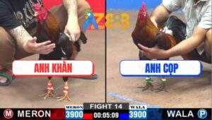 Trận 14 CPC2 21/2/2025 - Anh Khàn Nài Gà Quá Đỉnh, Đưa Biện Ra Đảo