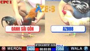 Trận 15 CPC1 27/2/2025 - Gà Bướm Xóm Gà AZ Đụng Phải Điều Cọp Anh Oanh