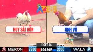 Trận 16 CPC3 20/2/2025 - Bướm Phóng Bạc Buông Ra 2 Đá Nằm Xòe Cánh