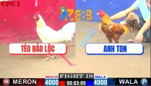 Trận 19 CPC1 22/2/2025 Khét Anh Ton Quá Trâu Úa Anh Tèo Đá Không Thấm