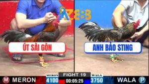 Trận 19 CPC2 26/2/2025 - Gà Anh Bảo Kém 4 Chấm Đá Bự Quẹo Cổ