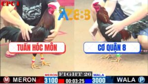 Trận 2 CPC3 28/2/2025 - Gà Anh Cơ Quận 8 Đá Gà Anh Tuấn Hóc Môn Lật Xe