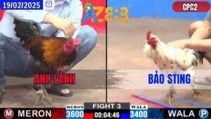 Trận 3 CPC2 19/2/2025 - Gà Que Hiệu Xin Nhẹ Chân Gà Bướm Của Bảo Sting
