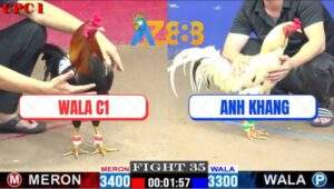 Trận 35 CPC1 15/2/2025 - Gà Bướm Duyên Ti Đụng Điều Cọp WALA C1