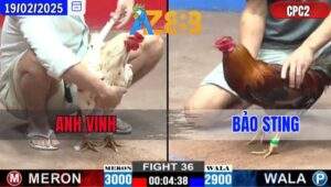 Trận 36 CPC2 19/2/2025 - Gà Điều Bảo Sting Nhất Kích Thất Sát Đối Thủ