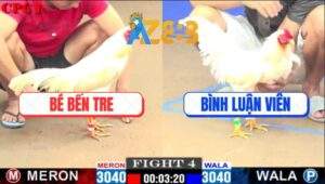 Trận 4 CPC1 25/2/2025 - Anh Bình Luận Viên Hạ Anh Bé Trong 1 Nốt Nhạc