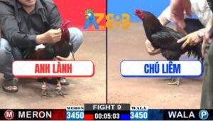 Trận 9 CPC2 23/2/2025 - Gà Anh Lành Hạ Gà Chú Liêm Trong 1 Tay Nước