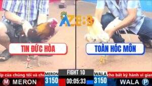 Trận 10 CPC3 26/3/2025 - Gà Điều Má Minh Có Chân Phản Đá Bướm Lật Xe