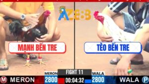 Trận 11 CPC3 4/3/2025 - Gà Anh Mạnh Bến Tre Tiễn Đối Thủ Chỉ Với 3 Đá