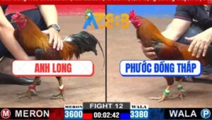 Trận 12 CPC2 2/3/2025 - Gà Anh Phước Kém 2 Chấm Đá Gà Anh Long Bung Bồ