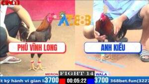 Trận 14 CPC1 29/3/2025 - Gà Khét Anh Phú Đâm Gà Điều Tơi Bời Khói Lửa