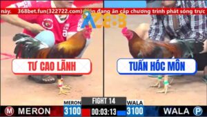 Trận 14 CPC3 5/3/2025 - Điều Anh Tư Cao Lãnh Đâm Cựa Như Chỉa