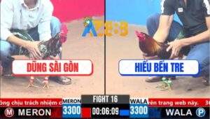 Trận 16 CPC3 27/3/2025 - Gà Điều Anh Hiếu Bến Tre Đá Bo Như Cây Đập