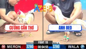 Trận 19 CPC3 1/3/2025 - Gà Bướm Anh Béo Đâm Cựa Như Cái Máy