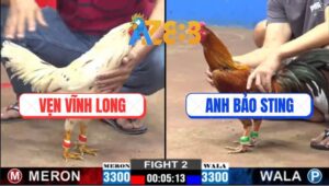 Trận 2 CPC2 2/3/2025 - Gà Bướm Anh Vẹn Đá Gà Anh Bảo Sting Tốc Chạy