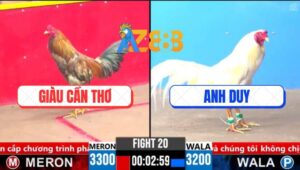 Trận 20 CPC3 13/3/2025 - Gà Úa Anh Duy Đá Bát 1 Hốt Xác Gà Vàng