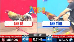 Trận 22 CPC3 14/3/2025 - Anh Bé Nài Gà Lật Ngược Tình Thế Quá Đẳng Cấp