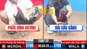 Trận 22 CPC3 16/3/2025 - Chú Phúc Sửa Gà Quá Khéo, Lật Kèo Phút 90