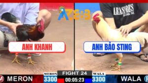 Trận 24 CPC3 12/3/2025 - Gà Úa Anh Bảo Sting Dí Bạc Ăn 5 Và Cái Kết