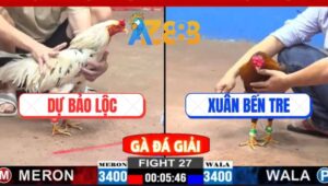 Trận 27 CPC2 2/3/2025 - Gà Bướm Anh Dự Bảo Lộc Đâm Cựa Quá Nghiệt