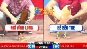 Trận 28 CPC1 21/3/2025 - Gà Điều Anh Nhí Vĩnh Long Dỡ Giò Là Đâm