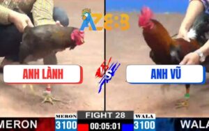 Trận 28 CPC2 7/3/2025 - Gà Xám Anh Lành Đâm Chân Nghiệt Hạ Điều Anh Vũ