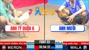 Trận 33 CPC3 15/3/2025 - Gà Anh Mười Gồng Đá Phản Ăn 1 Hàng Sáu Té Ghế