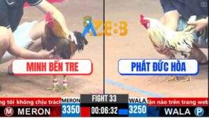 Trận 33 CPC3 26/3/2025 - Gà Bướm Canh Đá 2 Cước Bưng Gà Xám Má Minh Ra