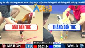 Trận 35 CPC1 6/3/2025 - Bướm Hiệu Thắng Bến Tre Đâm Cựa Như Phát Xít