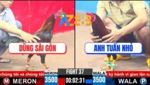 Trận 37 CPC3 16/3/2025 - Gà Anh Tuấn Nhỏ Đâm Gà Anh Dũng Chết Tươi