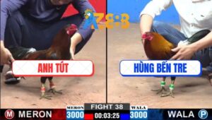 Trận 38 CPC3 12/3/2025 - Gà Anh Tút Chịu Đòn Từ Ngoài Vô Trong Lấy Lúa