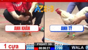 Trận 39 CPC3 12/3/2025 - Gà Anh Khàn Đá 1 Cựa Hạ Bướm Hiệu Bảo Sting